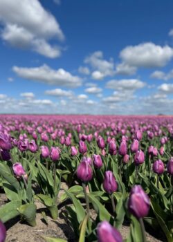 Беларусь санатории 1 мая 2026 года